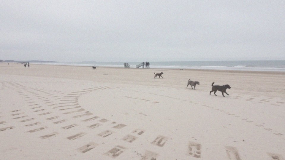 Co oferuje Gdańsk psom i ich właścicielom na plażach?