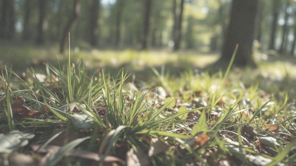 Jak odróżnić rumień wędrujący od reakcji alergicznej? Poradnik